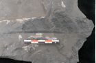 Foto (Detailansicht) von Neuropteris sp.  (NHMW-GEO-2024-0188-10687)